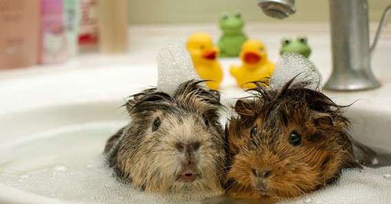 How To Give A Guinea Pig A Bath