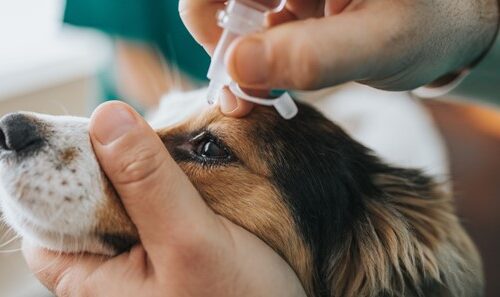 How To Give Dogs Eye Drops