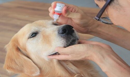 how to give a dog eye drops