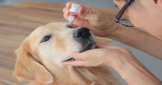 how to give a dog eye drops