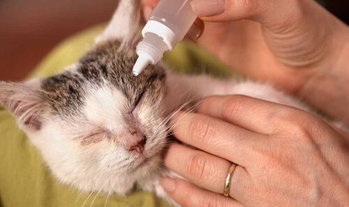 How To Give Cats Eye Drops