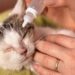How To Give Cats Eye Drops