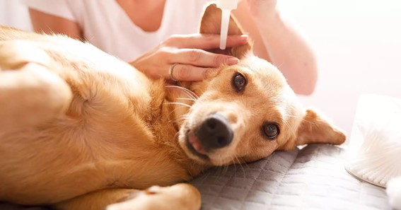 How To Give Dog Ear Drops