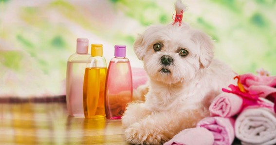 How To Give Your Dog A Spa Day