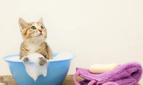 How To Give A Cat A Flea Bath