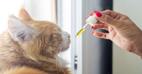 How To Give A Cat Liquid Medicine