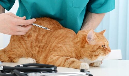 How To Give Cat Insulin