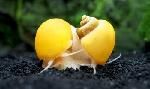 How To Give Snails Calcium